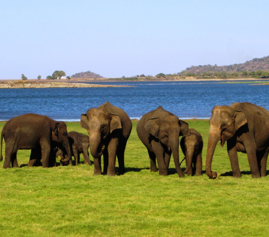Wildlife Tour in Sri Lanka